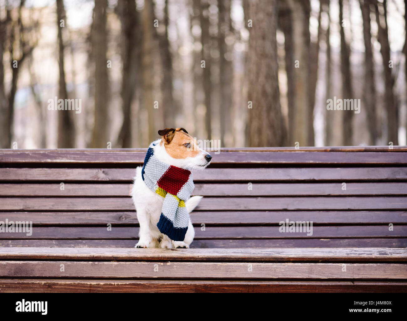 Cane indossare caldo e accogliente sciarpa seduta sul banco a park Foto Stock
