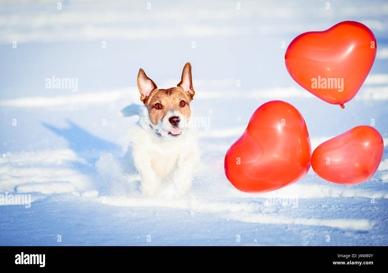 Il giorno di San Valentino del concetto: Happy dog con cuore rosso a forma di palloncini Foto Stock