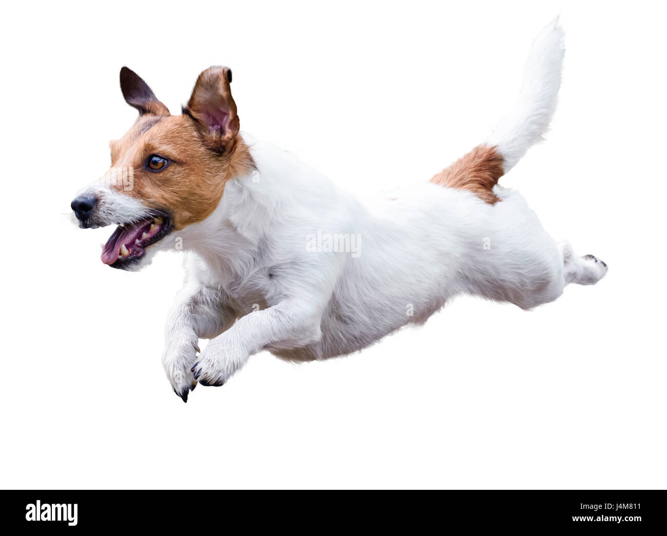 Jack Russell Terrier cane correre e saltare isolato su bianco Foto Stock