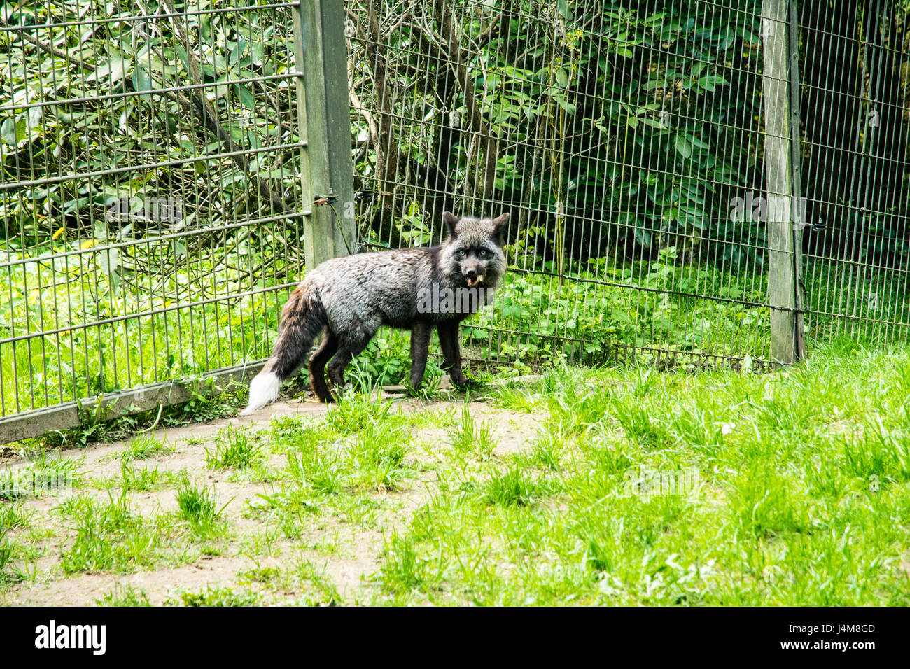 Gray Fox in un campo verde cercando triste Foto Stock