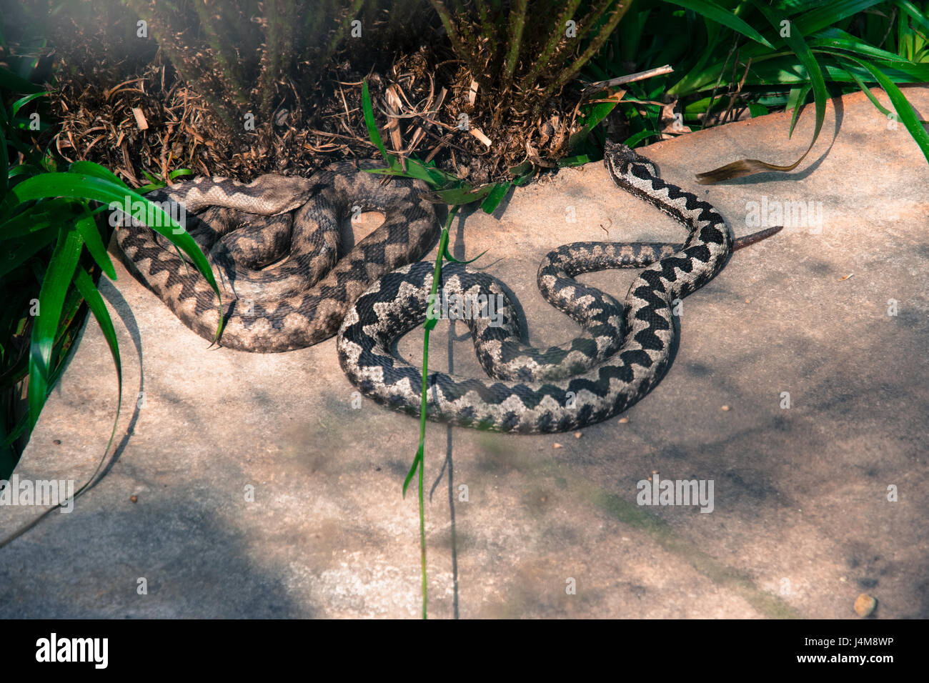 Piccolo serpente all'interno di una vetreria in Europa Foto Stock