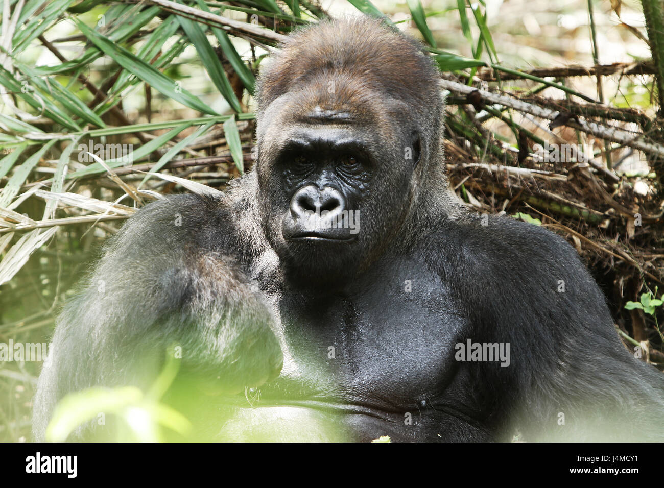 Gorilla Foto Stock