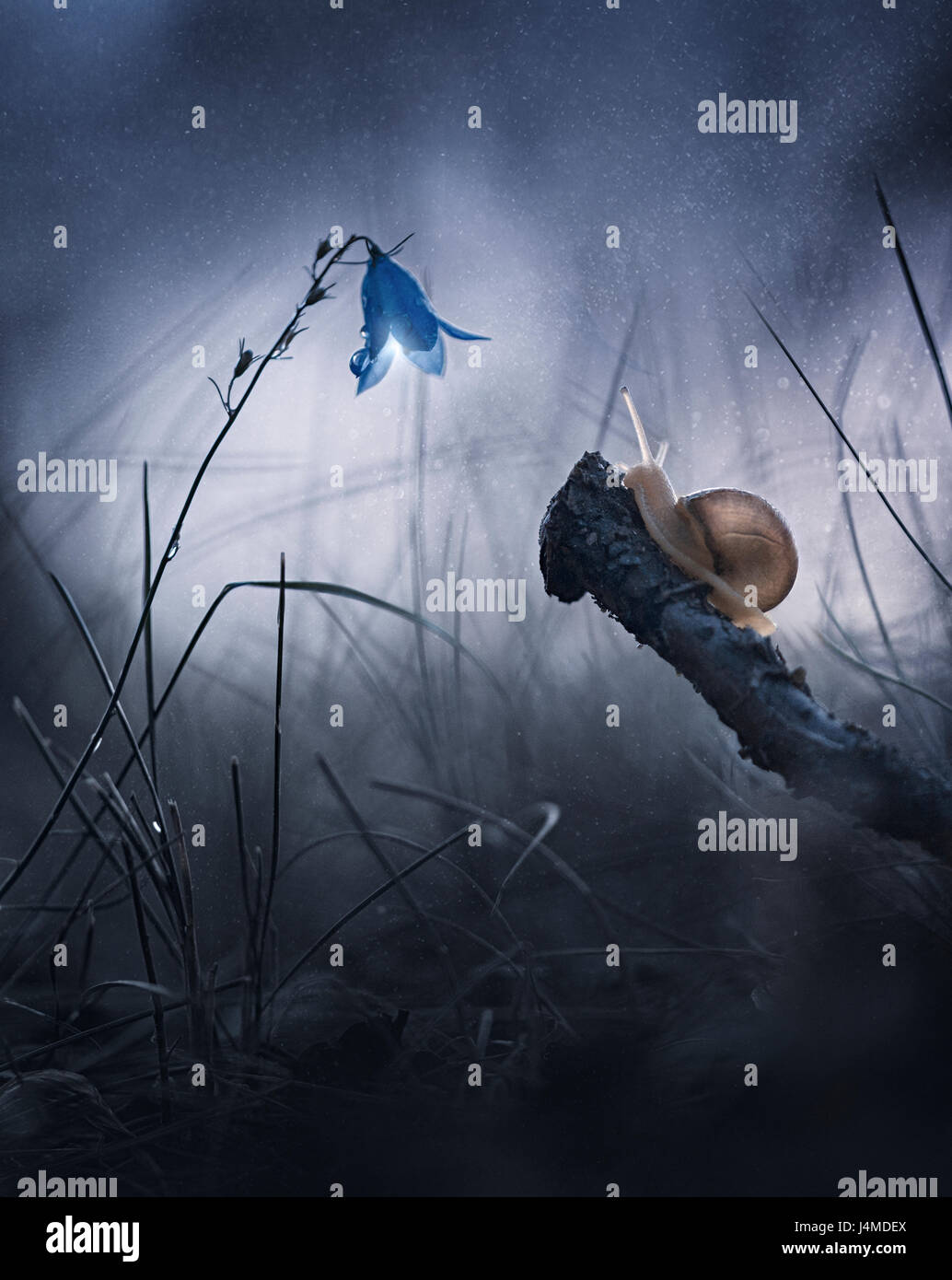 Close up della lumaca sul bastone vicino a fiore in Rain Foto Stock