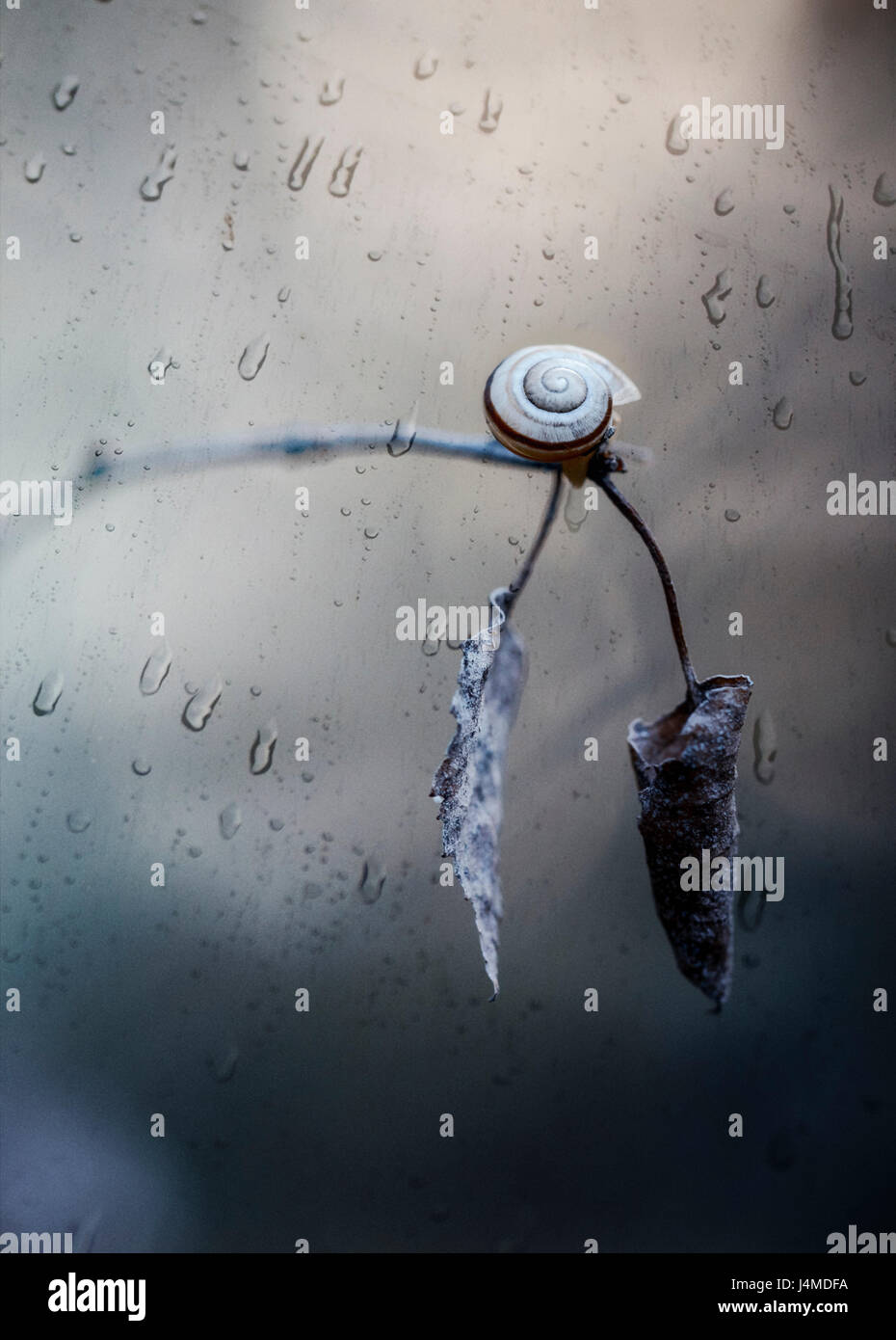 Snail strisciando sul ramoscello in Rain Foto Stock