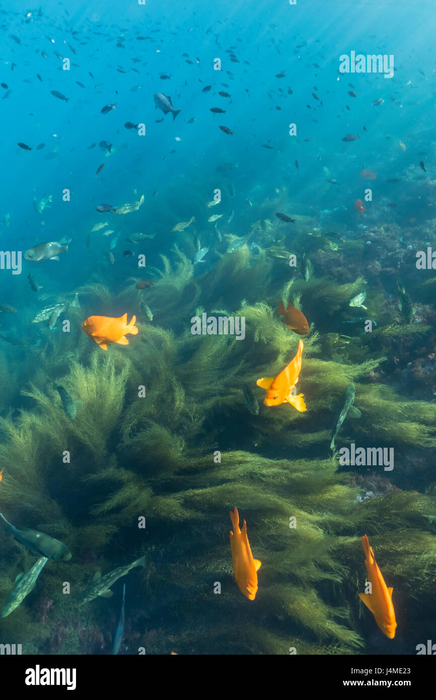 Raggi di sole sul pesce nuotare nell'oceano Foto Stock