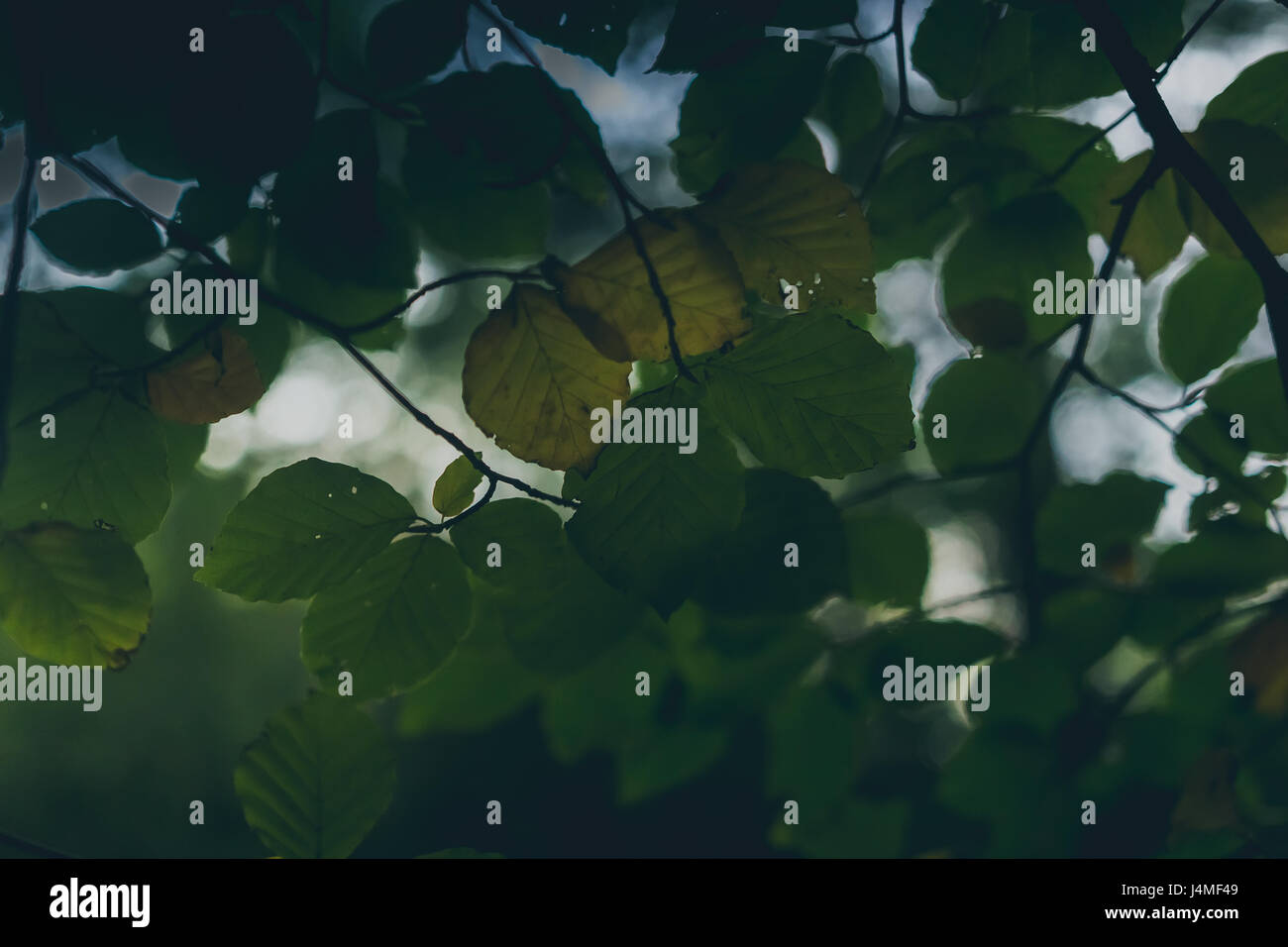 Un percorso che conduce alla profondità con gli alberi che lo circondano in tutto. Foto Stock