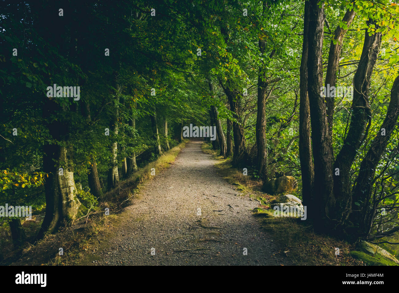 Un percorso che conduce alla profondità con gli alberi che lo circondano in tutto. Foto Stock
