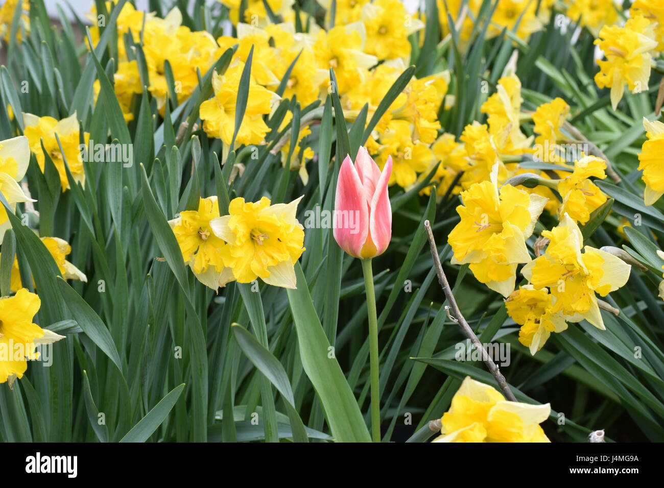 Primavera fiorisce nel parco Foto Stock