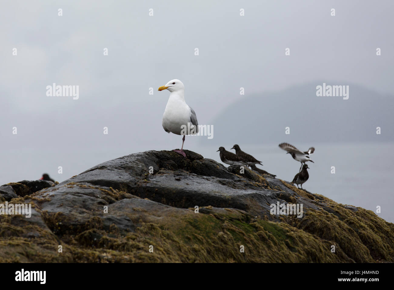 Pinguini su una roccia nel Howe Sound vicino a Vancouver, Canada. Le isole del suono sono un paradiso per la fauna selvatica. Foto Stock