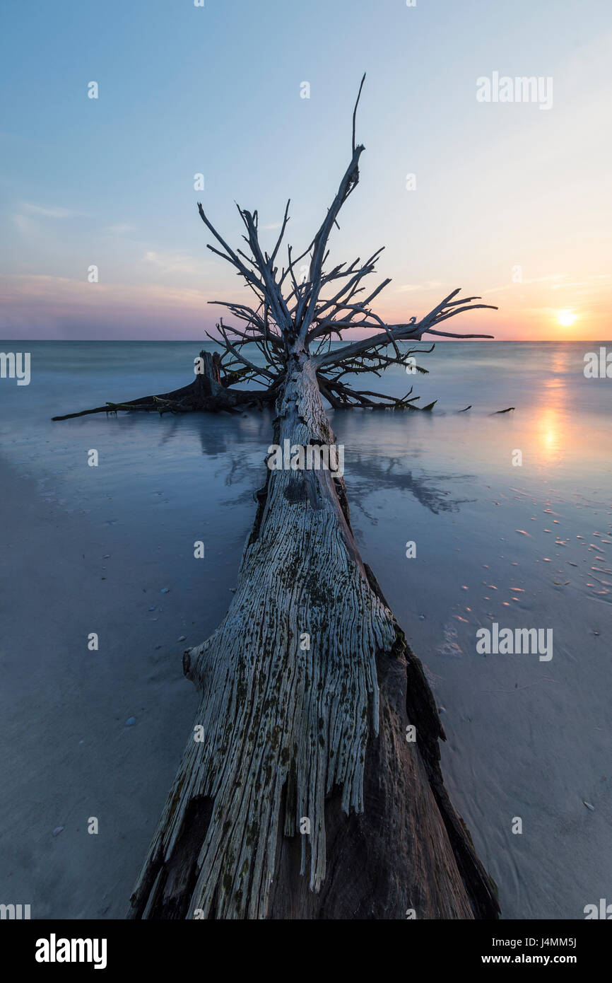 Alberi al tramonto a birra può isola, Longboat Key, Florida, Stati Uniti d'America Foto Stock