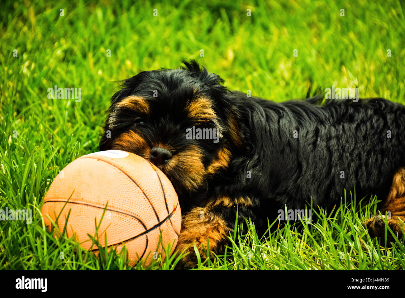 Romeo il cucciolo, (At Play) Foto Stock