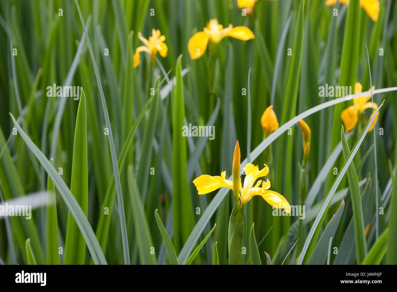 Iris pseudacorus in fiore Foto Stock