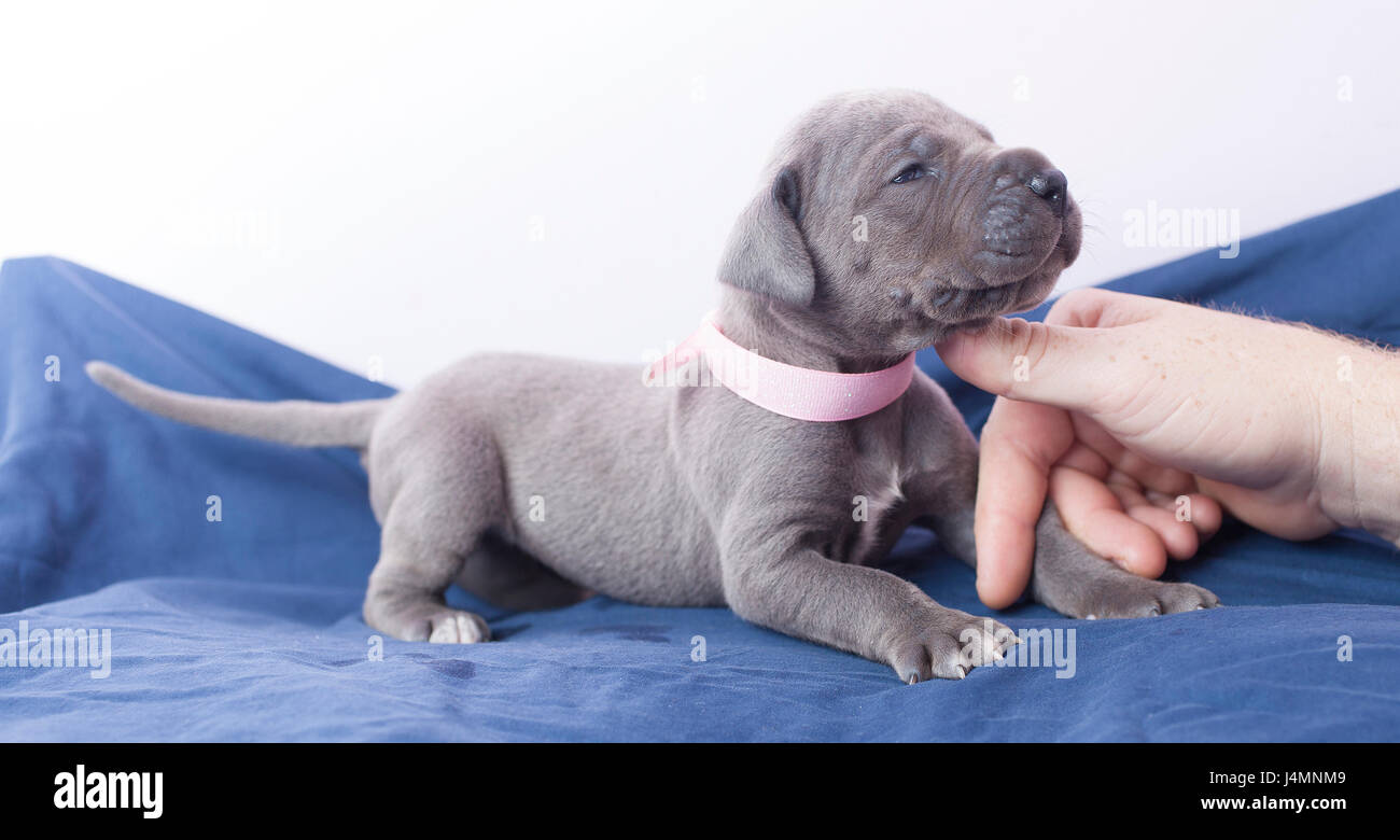 Blu di razza Alano cucciolo amorevole dove viene graffiato Foto Stock