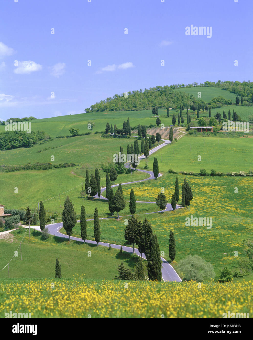 L'Italia, Toscana, Siena, paesaggio collinare, country road europa, vicino a Pienza, campo scenario, campi, prati, street, traffico facility, scenario, olivi, cipressi, natura, idillio, di riposo e di silenzio, remoto rurally Foto Stock