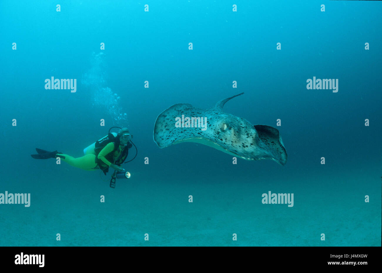Chiazza di colore nero sting rays, Taeniura meyeni, subacquei Foto Stock