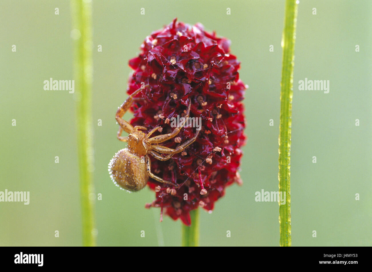 Tallness, prato pulsante, Sanguisorba officinalis, dettaglio, blossom, ragno natura, la flora, impianti, botanica, impianto di prato, fiori di testa, fiore rosso-marrone, fauna, animale, ragno Foto Stock