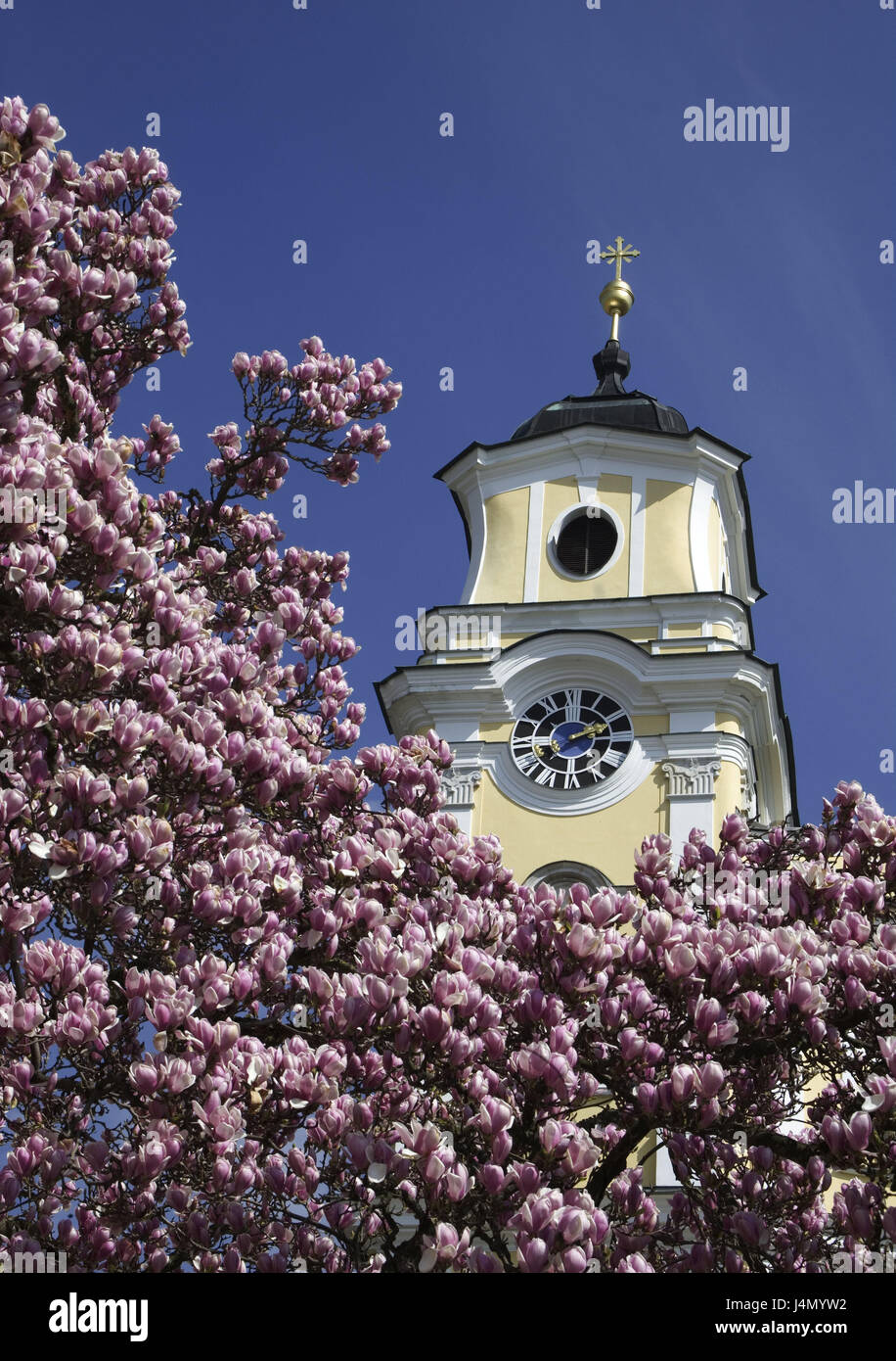 Austria, Austria Superiore, Lago lunare, chiesa parrocchiale pezzo Michael, dettaglio, Steeple, foreground, albero di magnolia, molla, parrocchia di mercato, chiesa benedettina, la collegiata, stile architettonico gotico, architettura, luogo di interesse, cultura, alberi, fiori di magnolia, periodo di fioritura, flowerage, Foto Stock