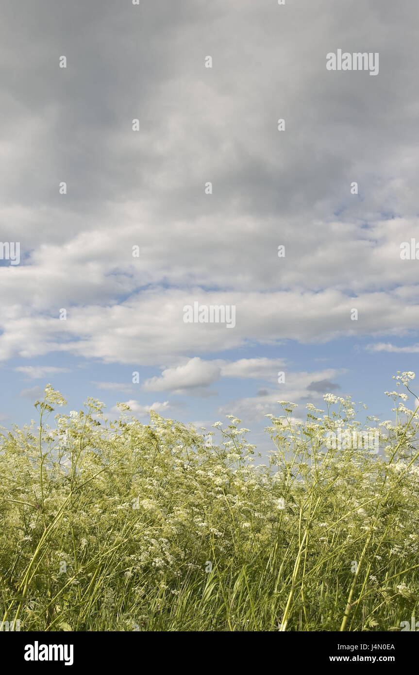 Flower meadow, cielo nuvoloso, dal di sotto, campo, prato, fiori, erbe, natura, vegetazione, sky, nuvole, bellissimo nuvole, deserte, in prospettiva Foto Stock