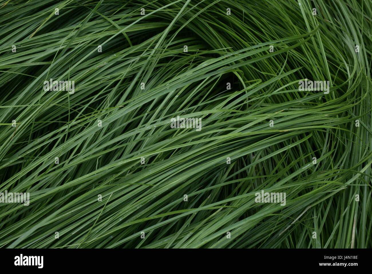 Erba, close up, la natura, il verde, botanica, vegetazione, foglie e steli d'erba, stocchi, campioni, struttura, impianto, sfondo, Foto Stock