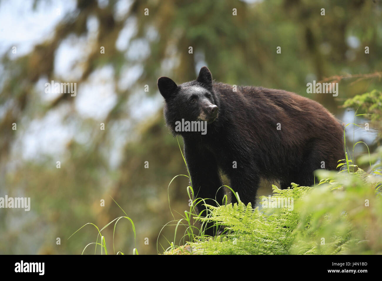 Gli Stati Uniti, Alaska, Anan Creek, orso nero, legno, Foto Stock