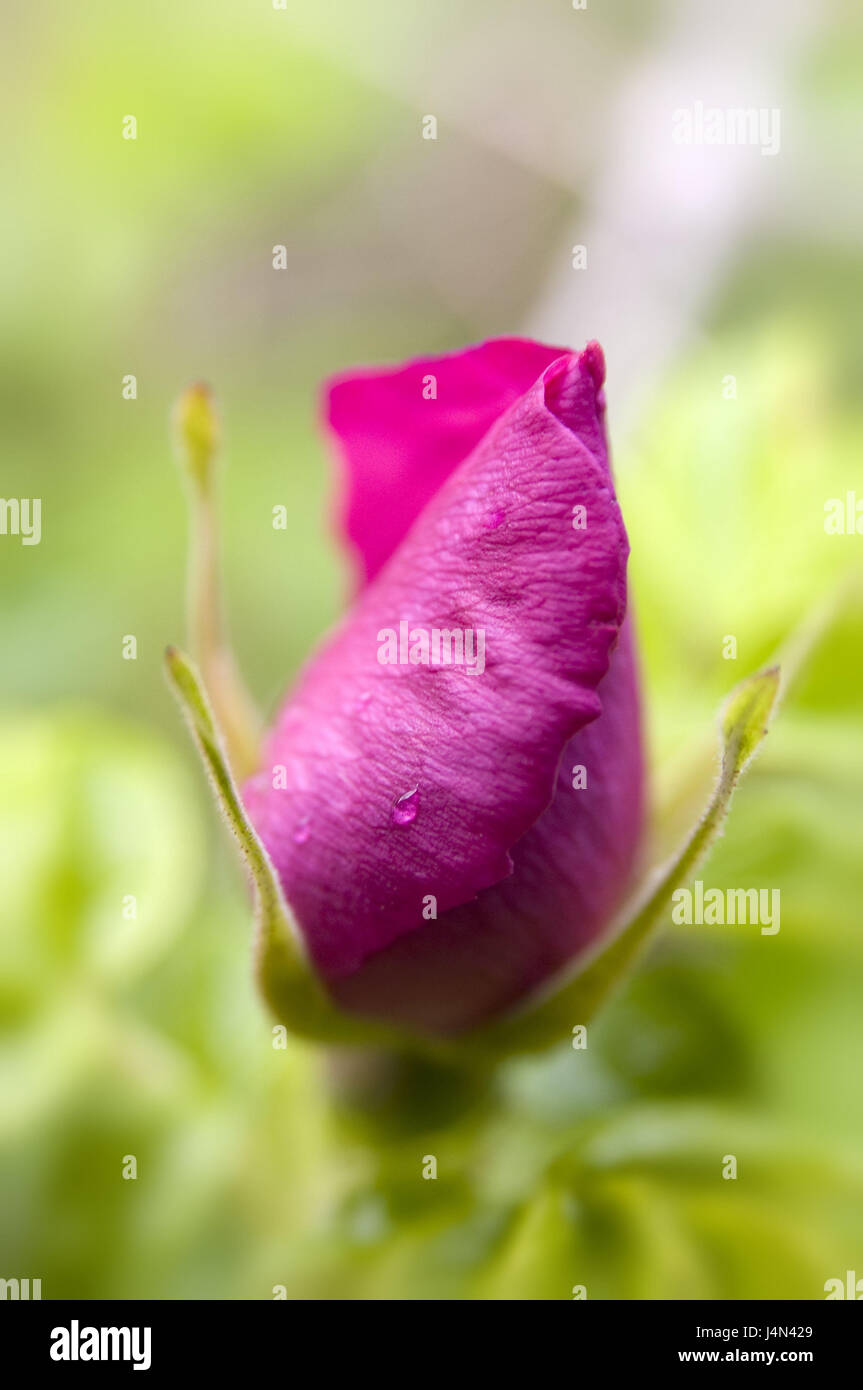 Rose, dettaglio, Bud, rosa, piante, fiori e bocciolo di rosa, fiore, fiori, petali, odore di rose, sviluppo, bellezza, foglie di rose, oggetto fotografia, Foto Stock
