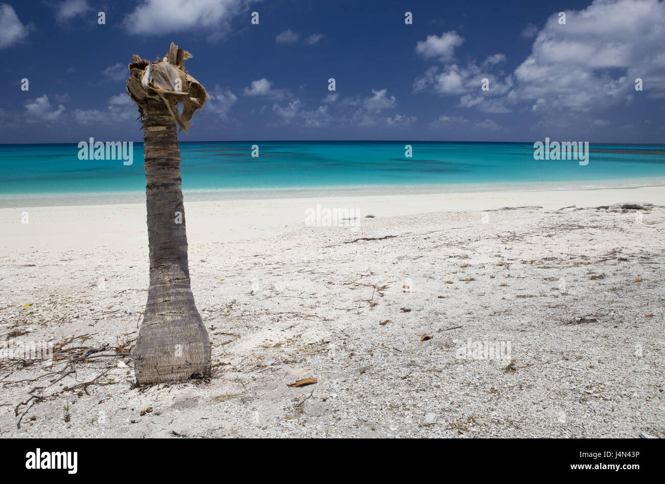 Laguna beach, ceppo palm Bikini, isole Marshall, Foto Stock