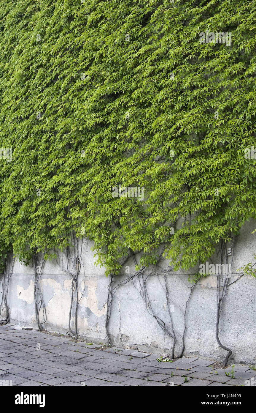 Il marciapiede, mura difensive, piante rampicanti, dettaglio, marciapiede, pavimentazione di pietra, muro di cemento, piante, Rankpflanzen, verde, facciata piantagione di erba, chiudere, crescita, Foto Stock