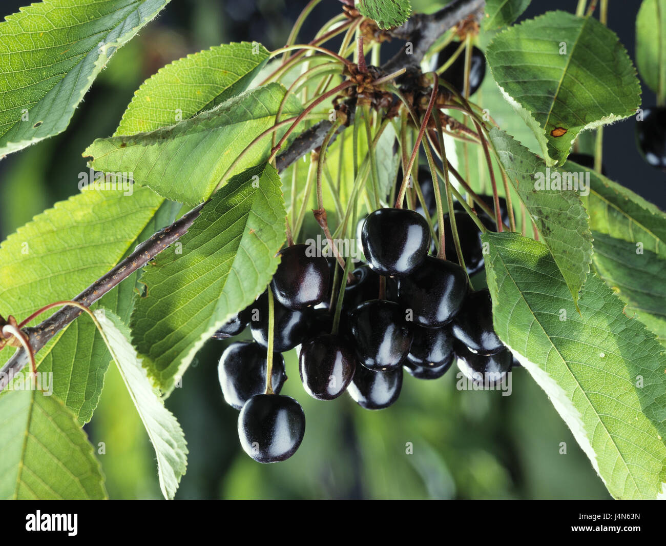 Le ciliegie selvatiche, ramo, frutta,-albero, albero, latifoglie, ciliegie,  wild cherry tree, ramo, frutta Foto stock - Alamy