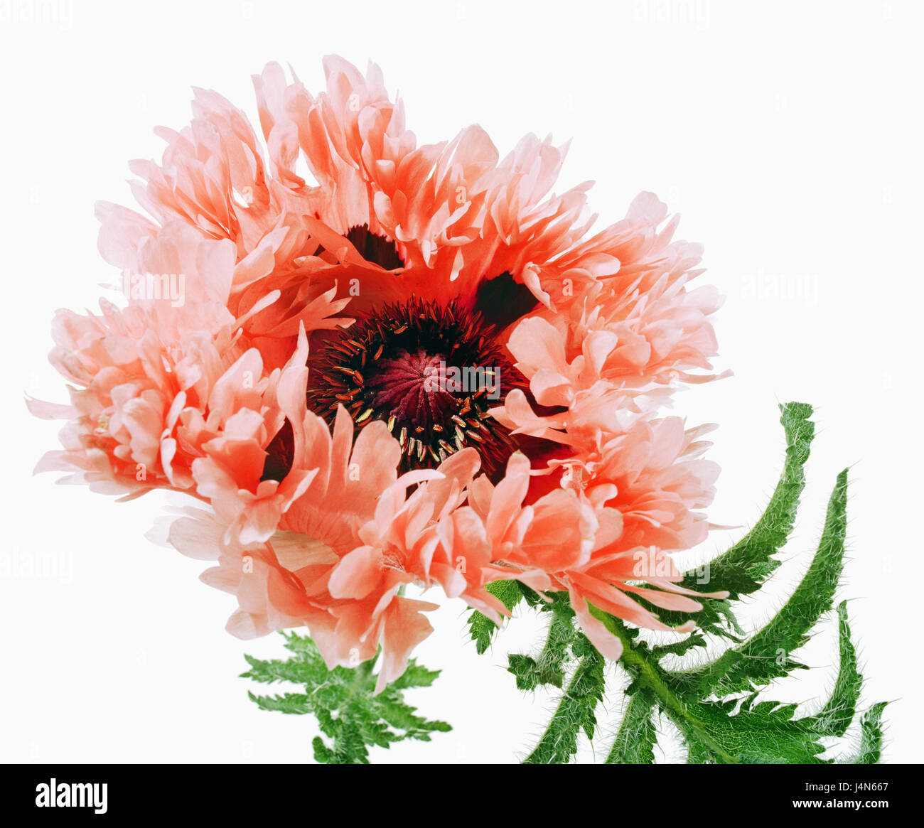 Semi di papavero, blossom, unnamed giunzione, Foto Stock