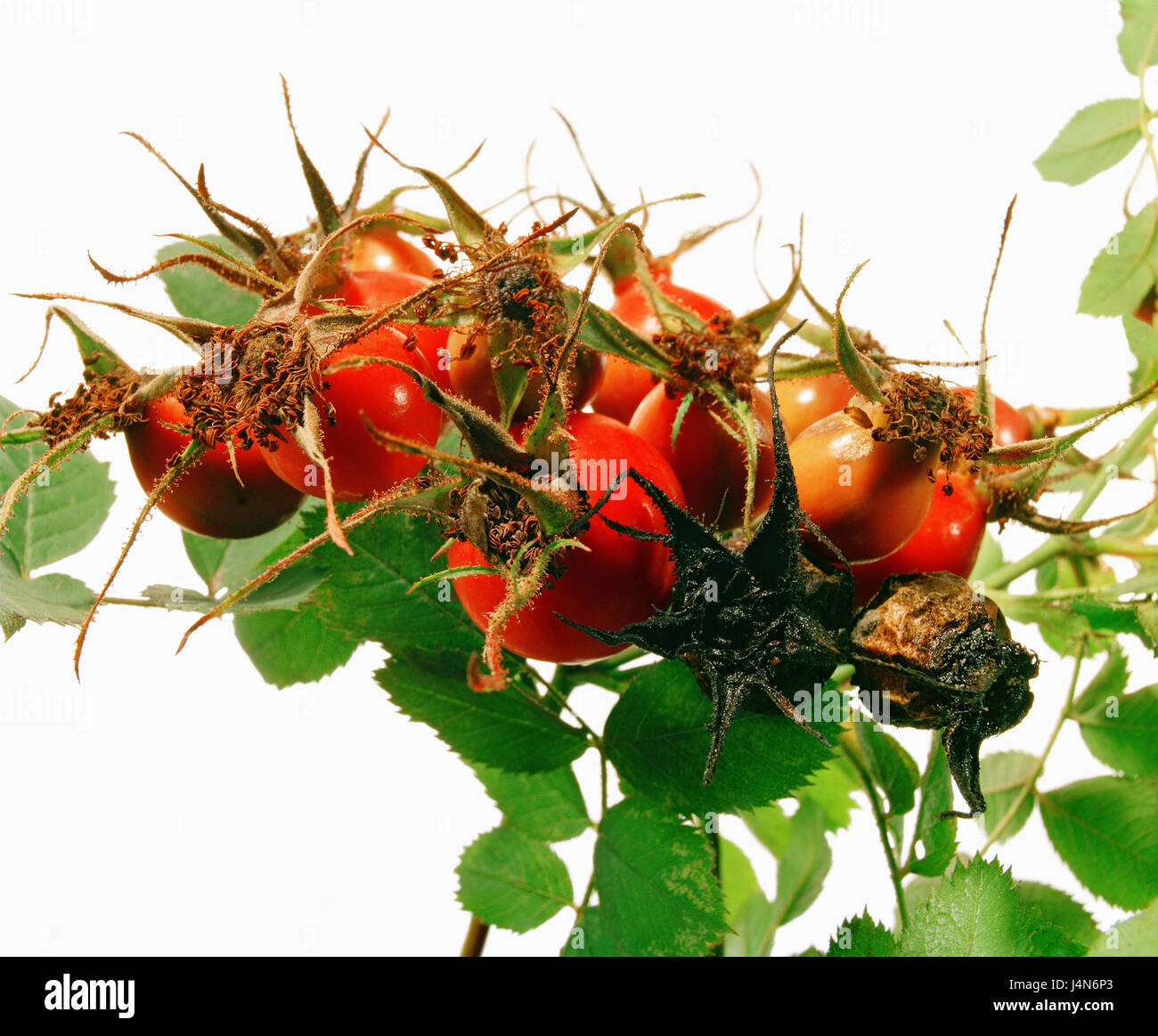 Rose, nome: rosa canina, Foto Stock