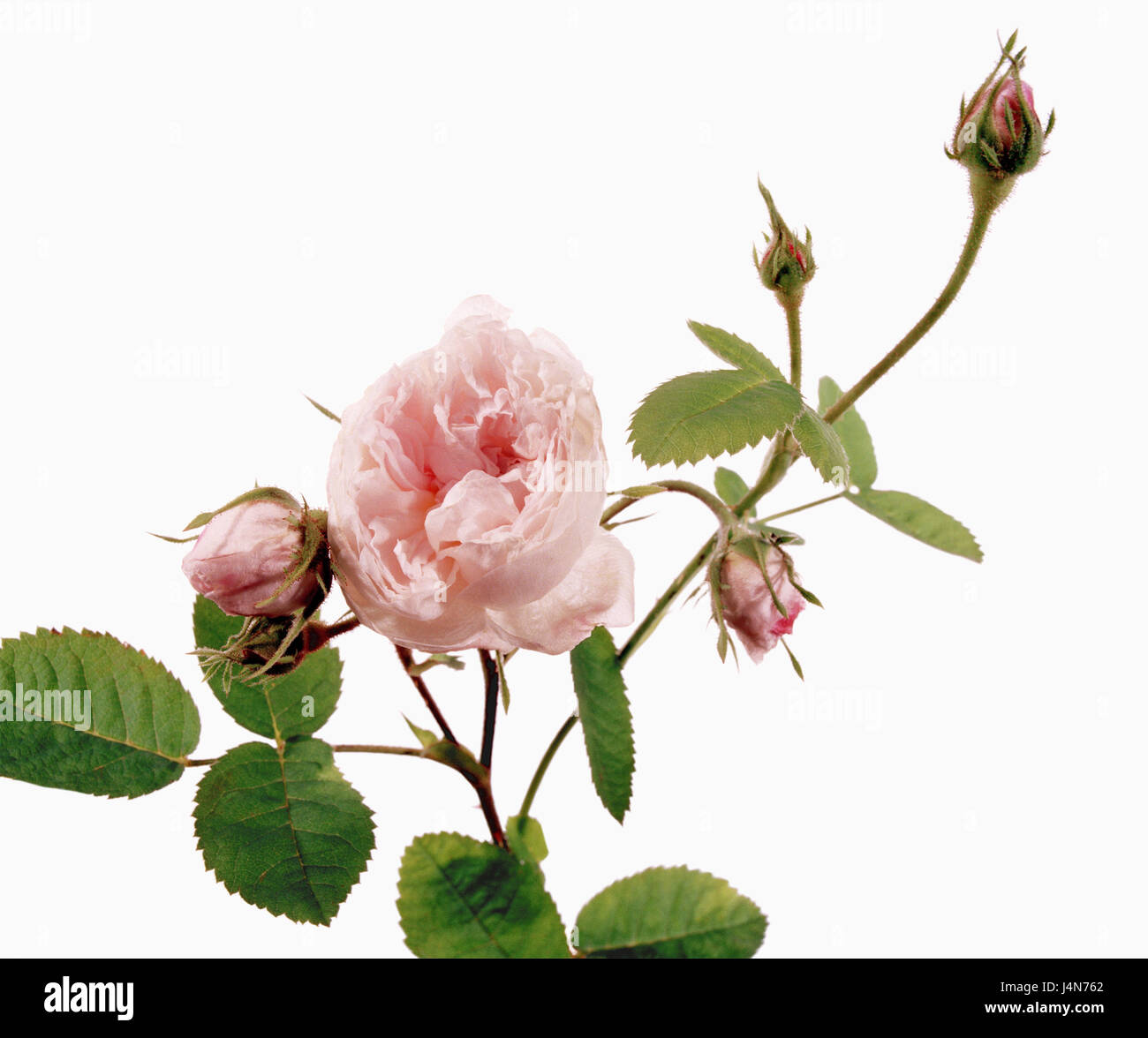 Rose, nome: "Rose de Meaux bianca", la dissezione Gallicanae, Zentifolien, allevatore sconosciuto, 18. o all'inizio di 19 secoli, Foto Stock