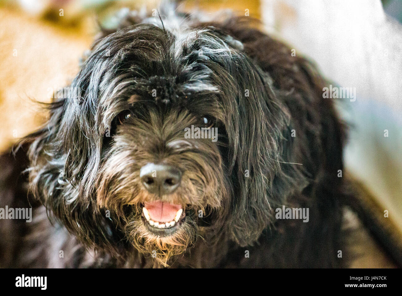 Levi il cane Foto Stock