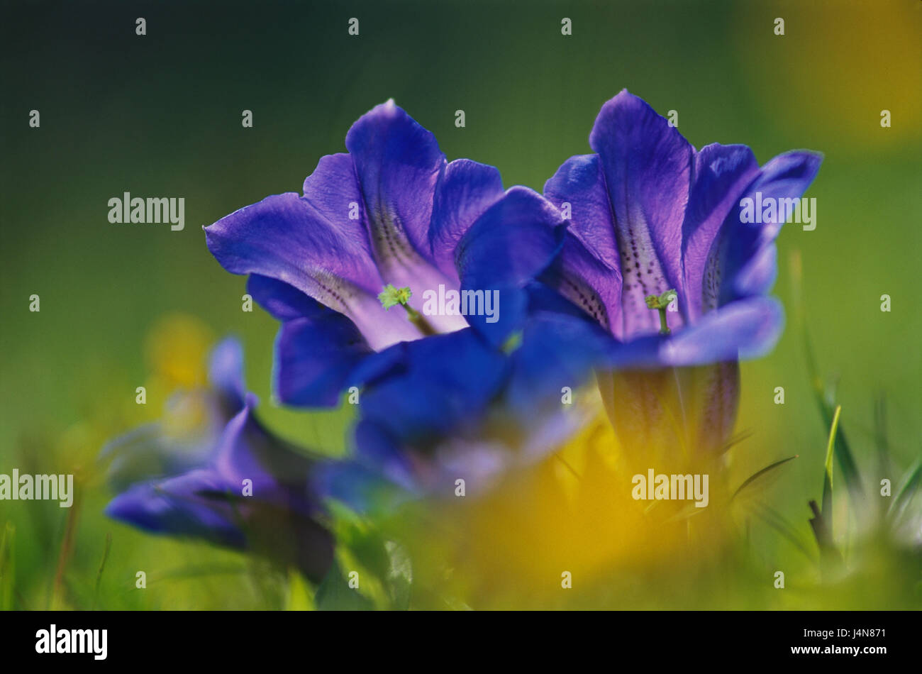 Alp genziana, fioriture, medie di close-up Foto Stock