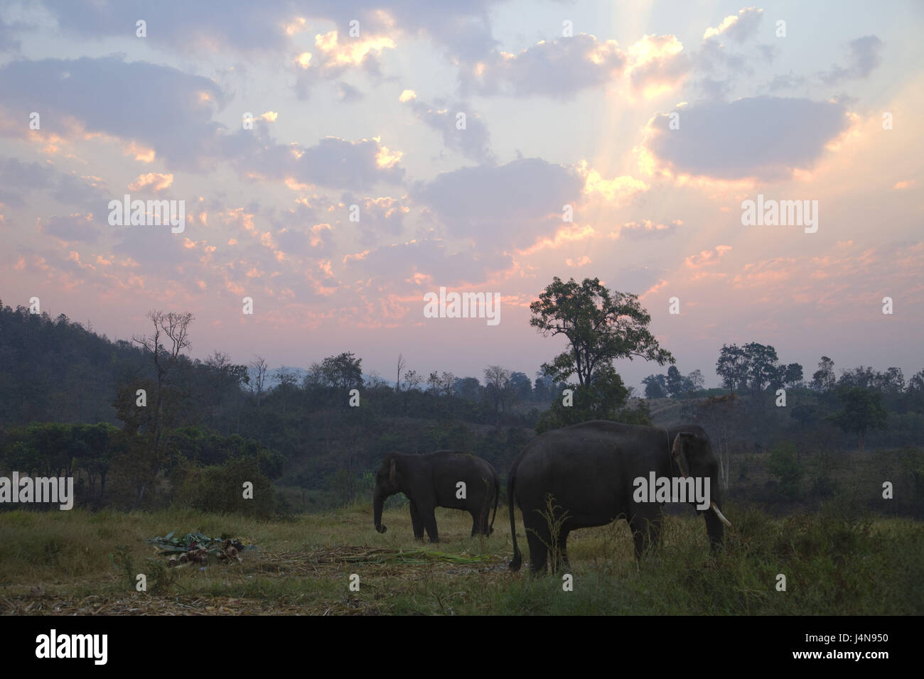 Thailandia, golden angolo superiore, Chiang può, elefante, crepuscolo, Foto Stock