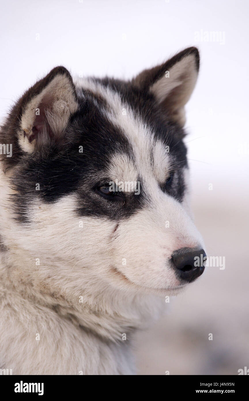 Canadian Eskimo dog, giovane animale, ritratto, Churchill, Manitoba, Canada, Foto Stock