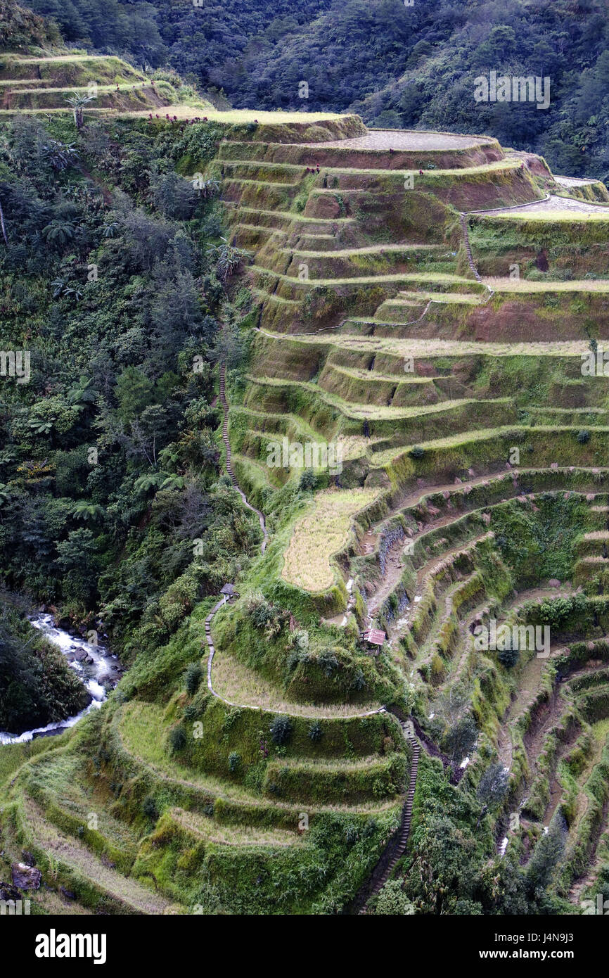 Le Filippine, isola di Luzon, Cordillera, divieto di prato distretto, Batad, viaggi terrazze, Asia del sud-est asiatico, montagne, montagne, regione di montagna, terrazze, campi, terrazza campi, UNESCO-patrimonio culturale mondiale, allegato, agricoltura, coltivazione di riso, ripidamente, Foto Stock