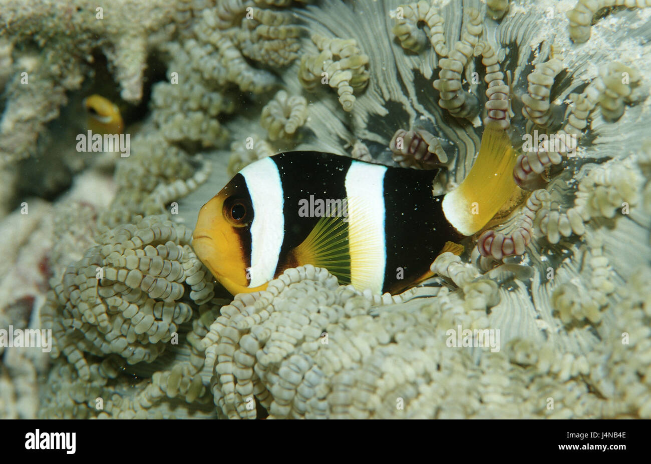 Clarks pesce di anemone, Amphiprion clarkii, Coral reef, Foto Stock