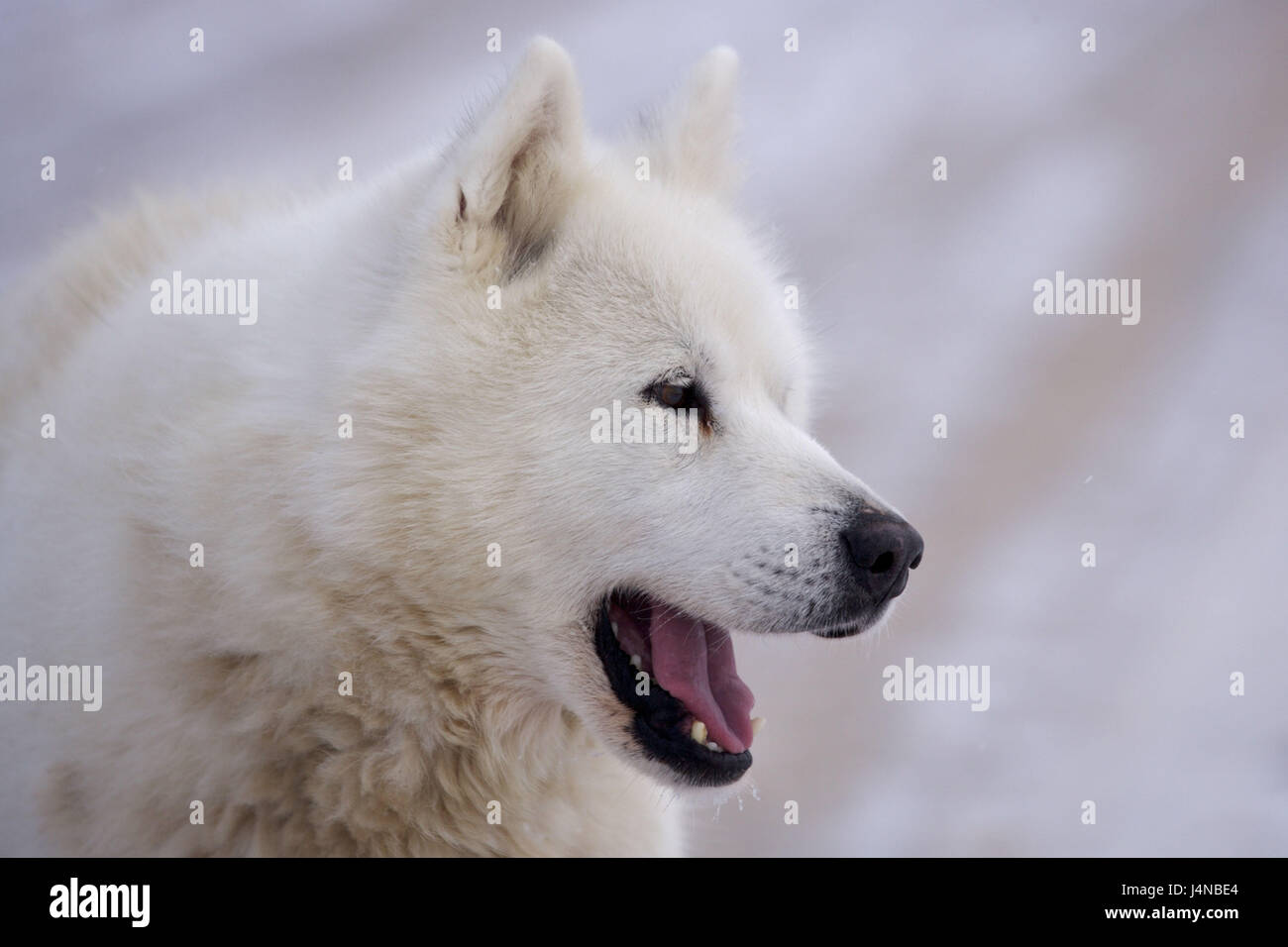 Canadian Eskimo dog, ritratto, a lato, Foto Stock