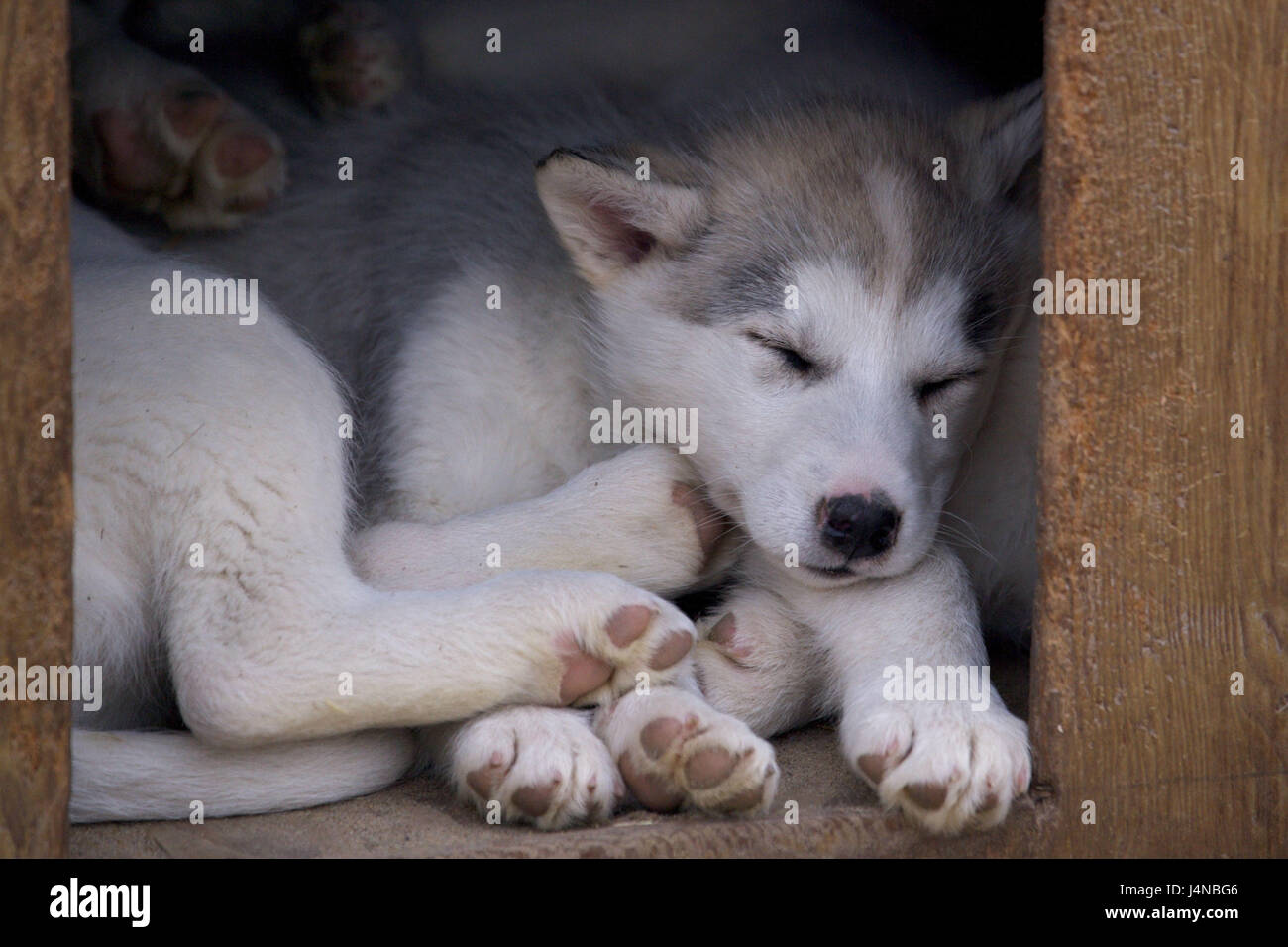 Canile, dettaglio, Canadian eskimo dogs, Churchill, Manitoba, Canada, Foto Stock