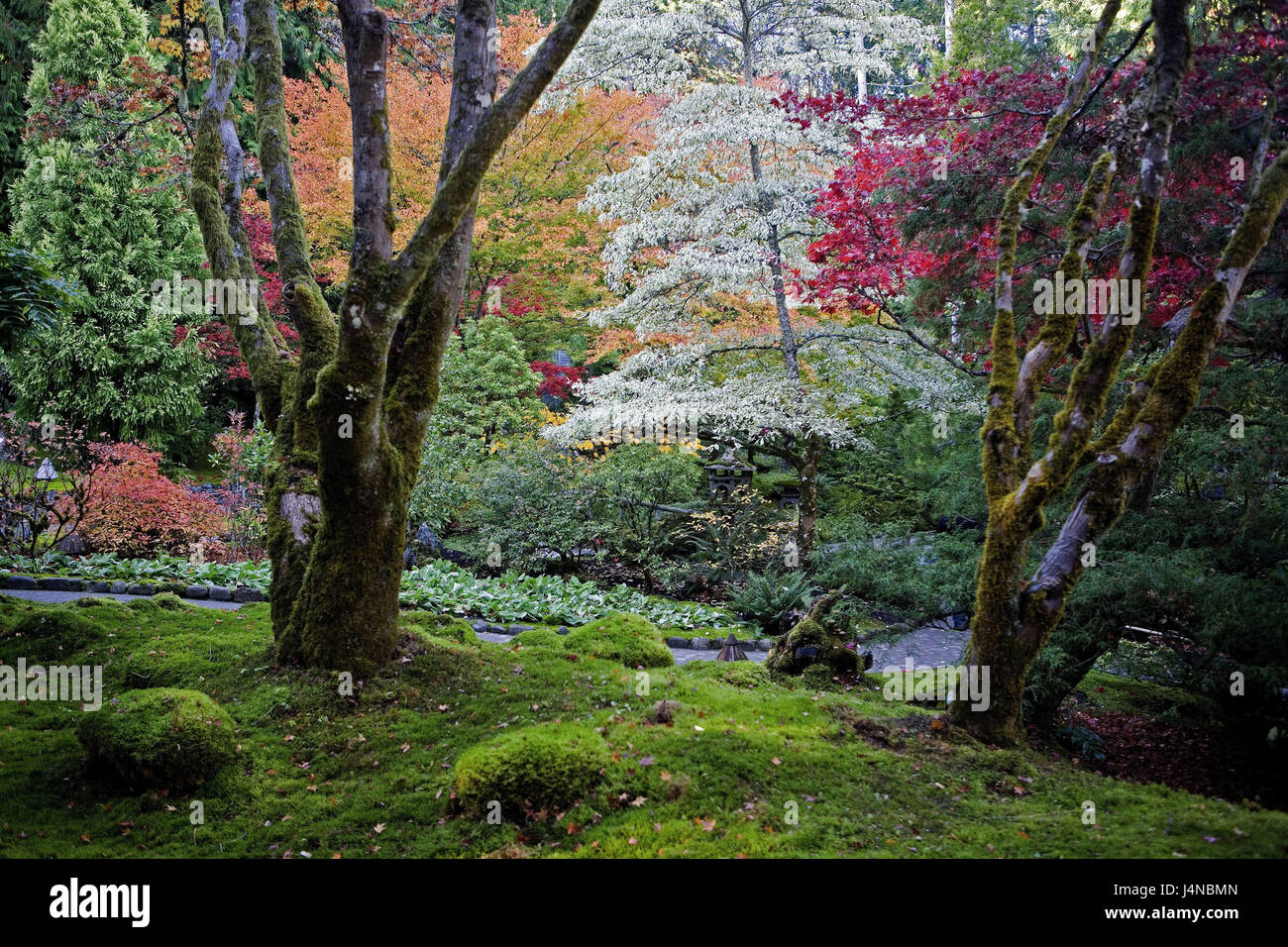 Canada, British Columbia, Vancouver Islanda, Victoria, giardino botanico, Nord America, Colombia britannica, destinazione, luogo di interesse, giardino, parco, parco, piante, turismo, deserte, Foto Stock