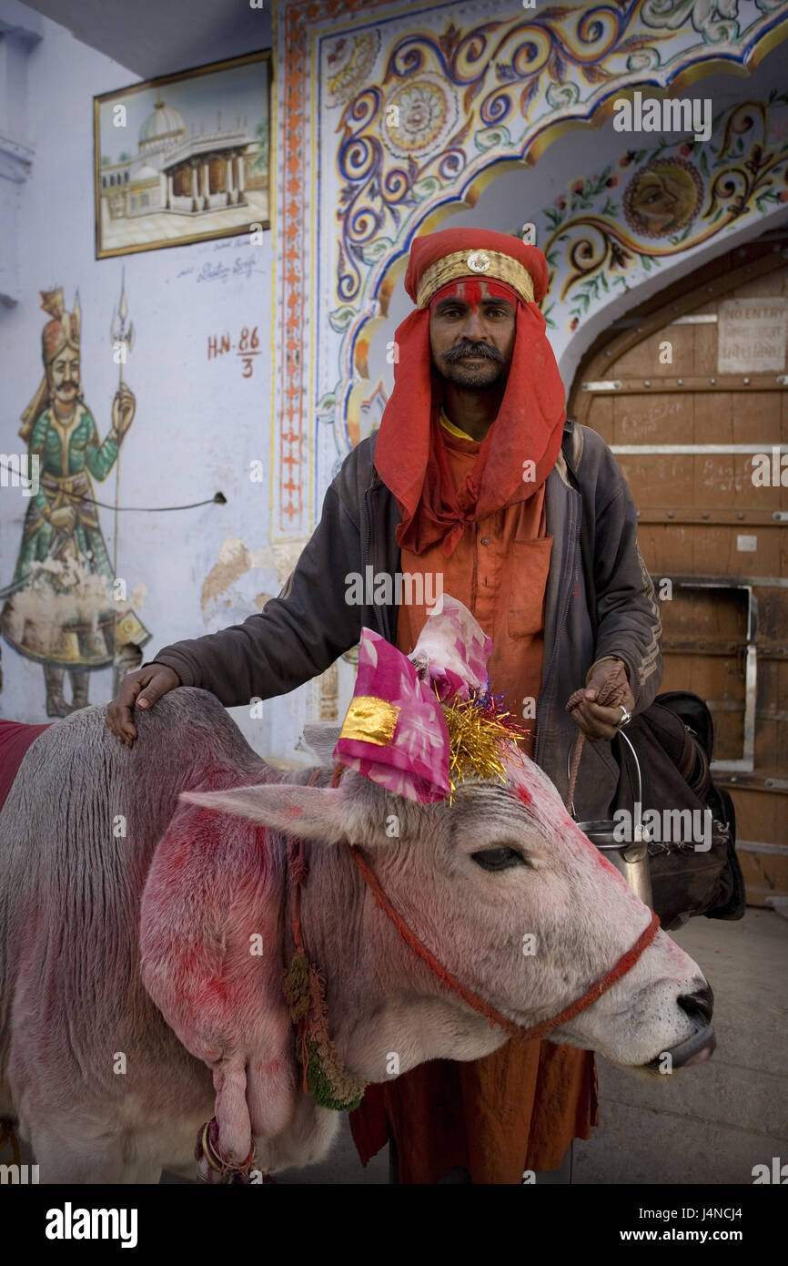 India Rajasthan, Pushkar, indiano, mucca, vernici, decorata, Foto Stock