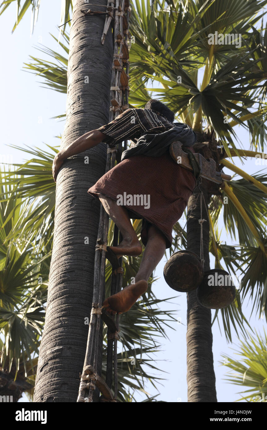 L'uomo, palm, arrampicarsi raccolto succo di Palm, Bagan, Myanmar, Foto Stock