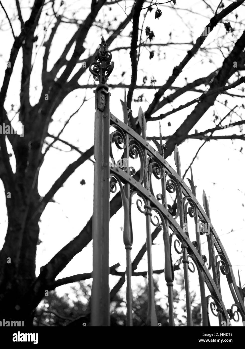 Cancello di ferro, albero, dettaglio s/w, Foto Stock