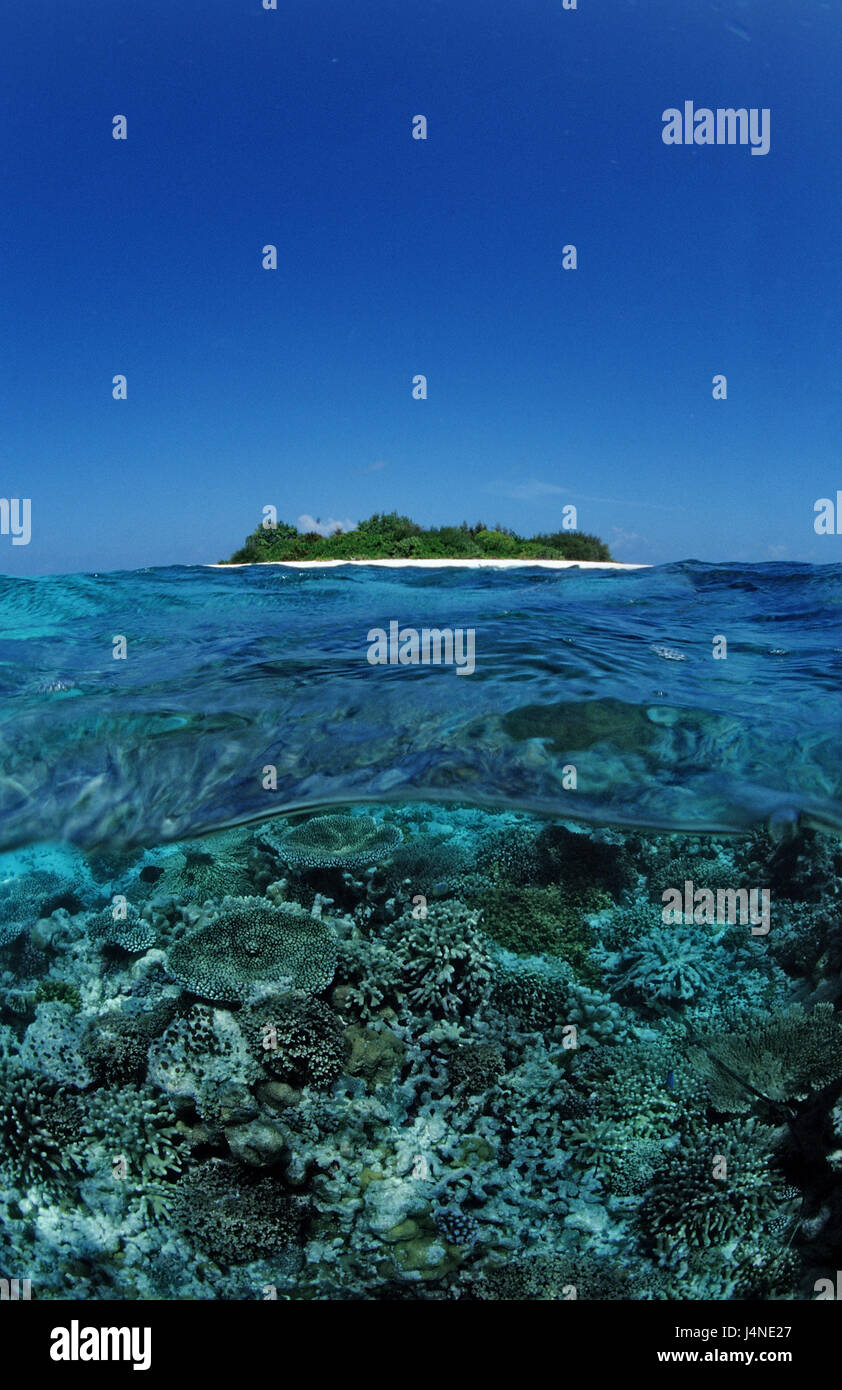 Mare, coralli, isole Maldive, Foto Stock