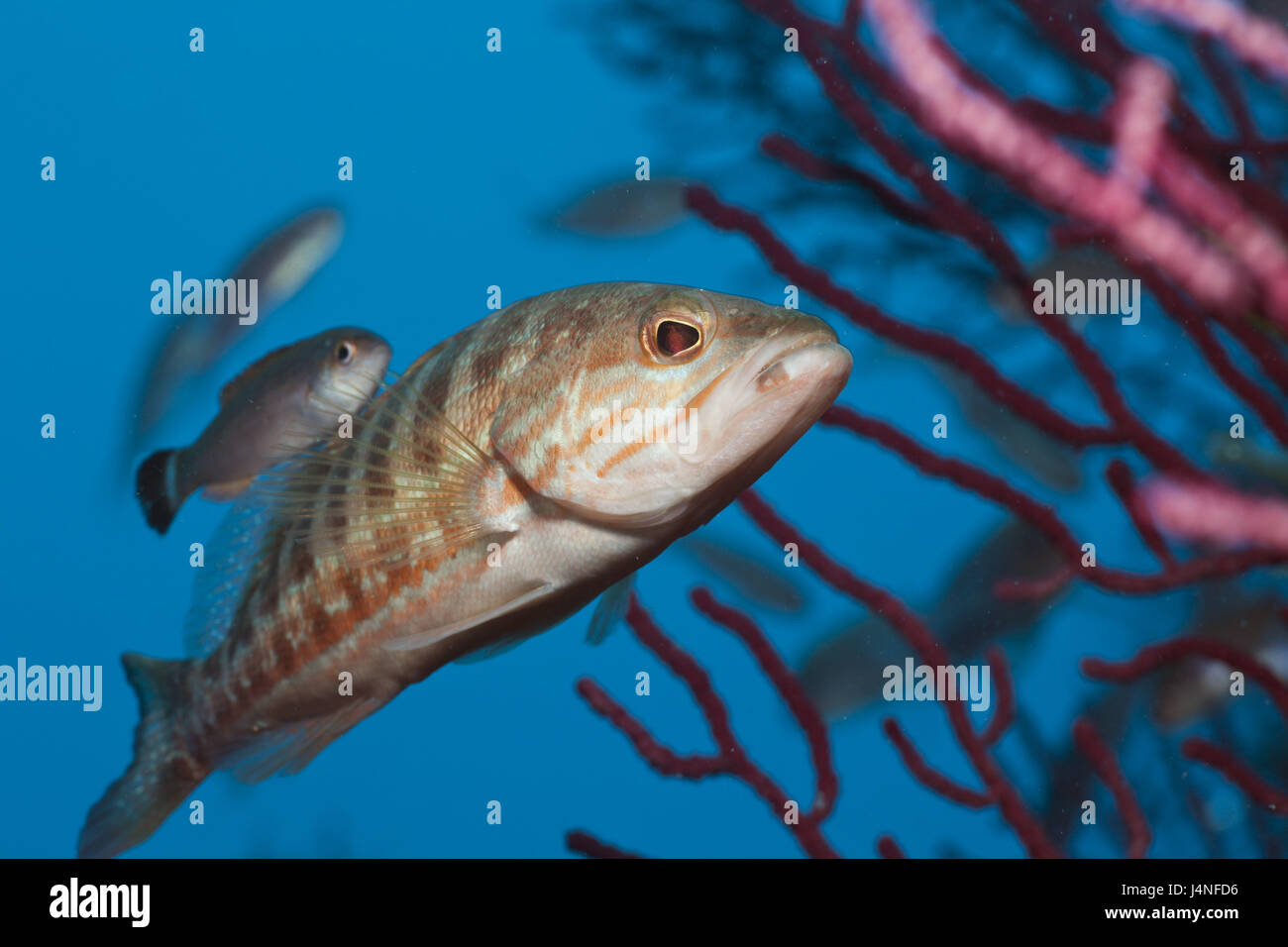 Visto il pesce persico, Serranus cabrilla, corallo, medium close-up, Foto Stock