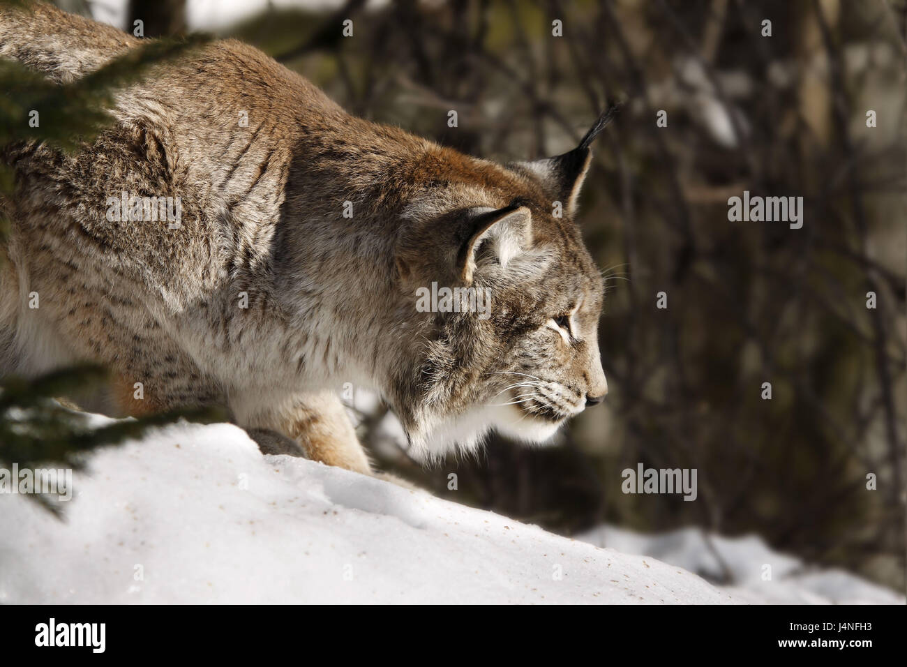 , Lynx Lynx lynx, sulla caccia, scorrimento fino a concentrazione, ritratto, anteprima, ambiente, invernale, Foto Stock