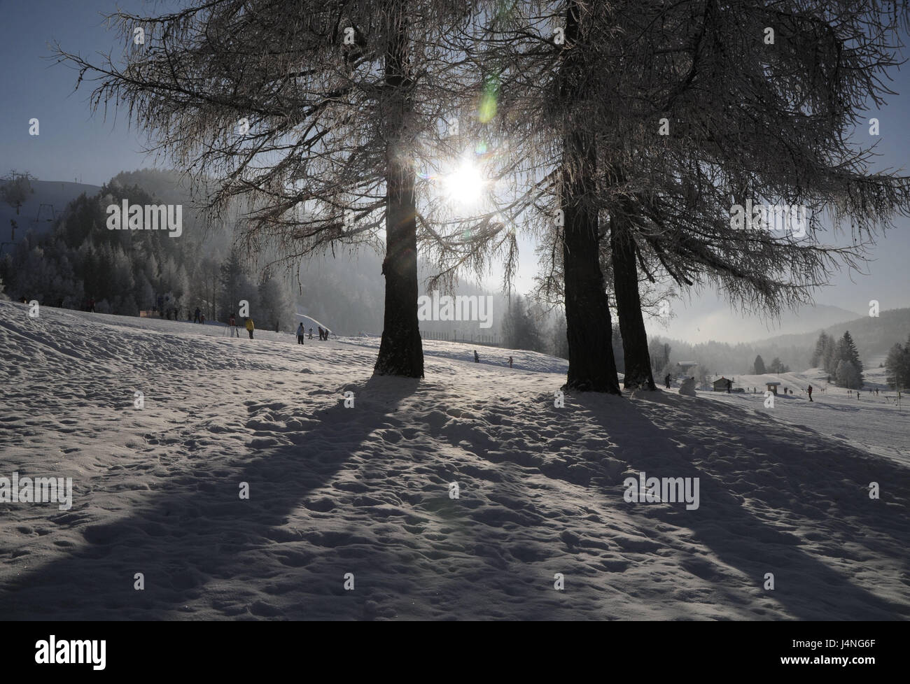 Austria, Tirolo, Seefeld, Gschwandkopf, paesaggio invernale, luce posteriore, Nordtirol, luogo, zona sciistica, regione di sci, scenario, alberi, gruppo di alberi, il sole invernale, persona, sciatore, destinazione, turismo, Foto Stock