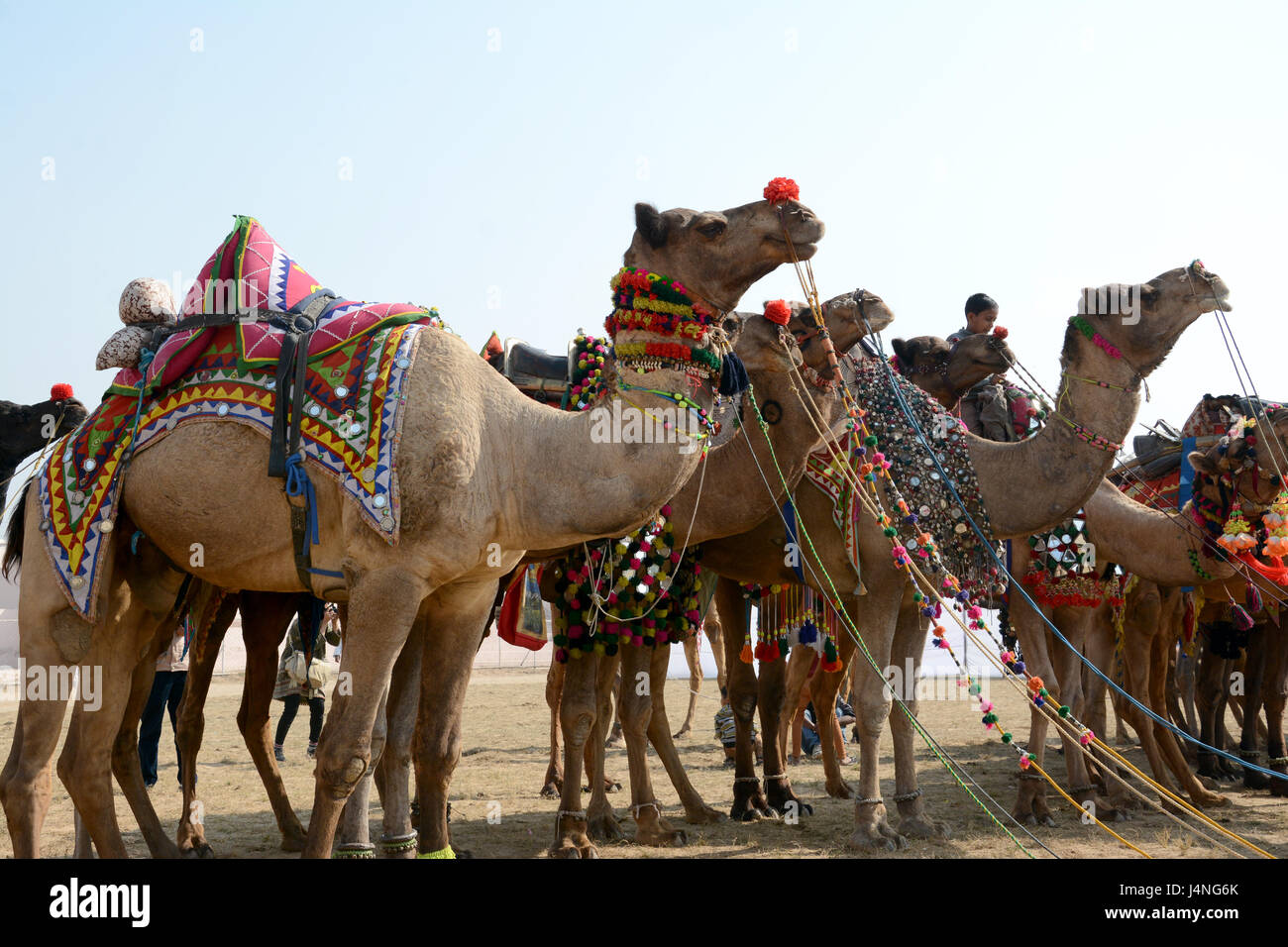 Camel festival di Bikaner. Foto Stock