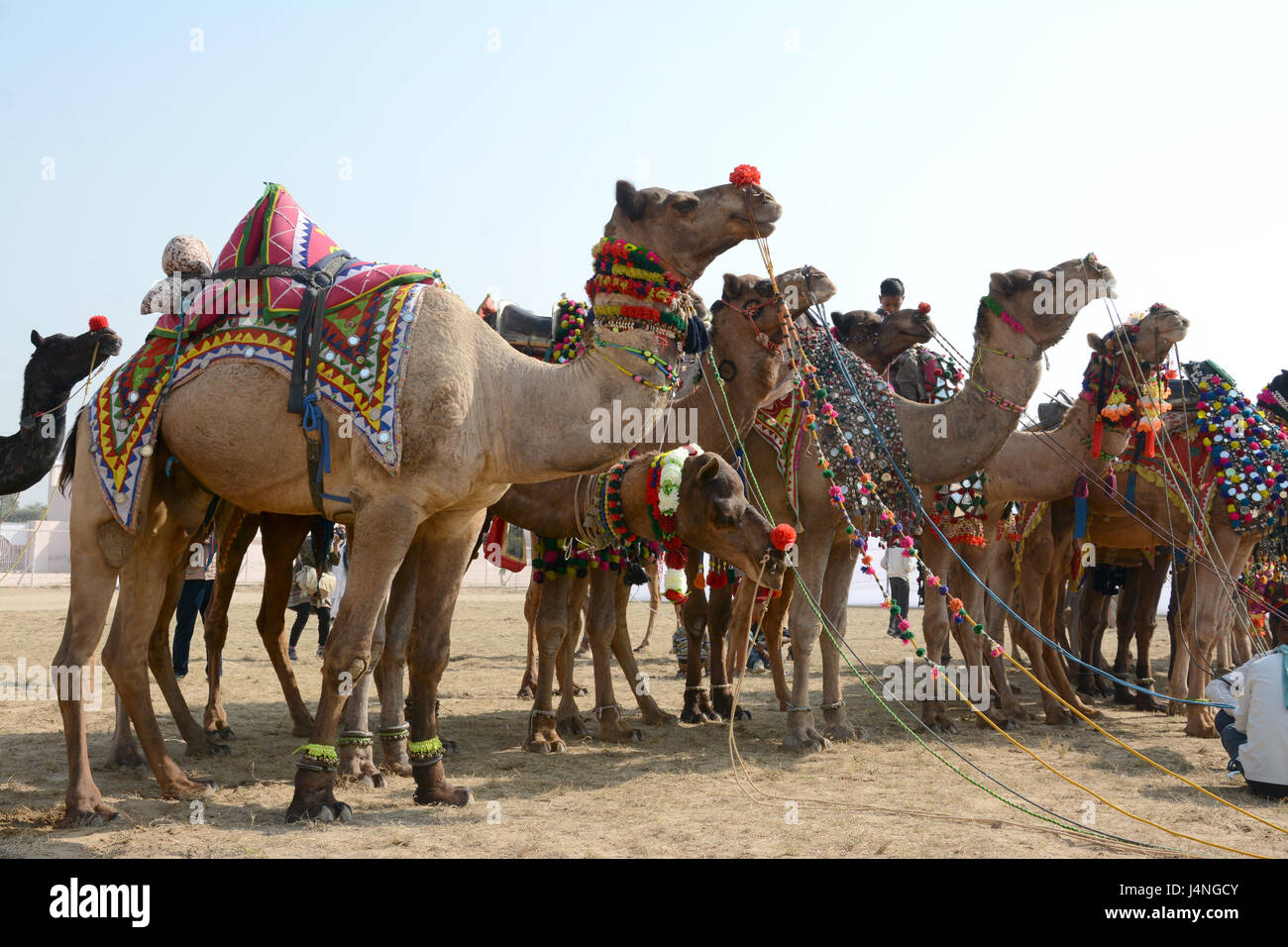 Camel festival di Bikaner. Foto Stock