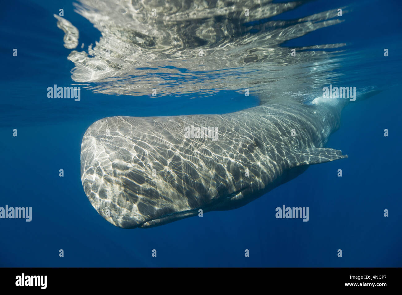 Registrazione subacquea, capodoglio, Physeter catodon, mondo animale, animali mammiferi, balena dentata, balena, femmina, capodoglio di mucca, di balena dentata, mammifero marino, l'Atlantico, mare, grande balena, Foto Stock